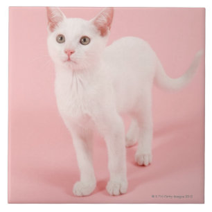 Young white cat 2 tile