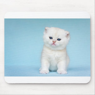 Young white cat sits on blue background mouse mat