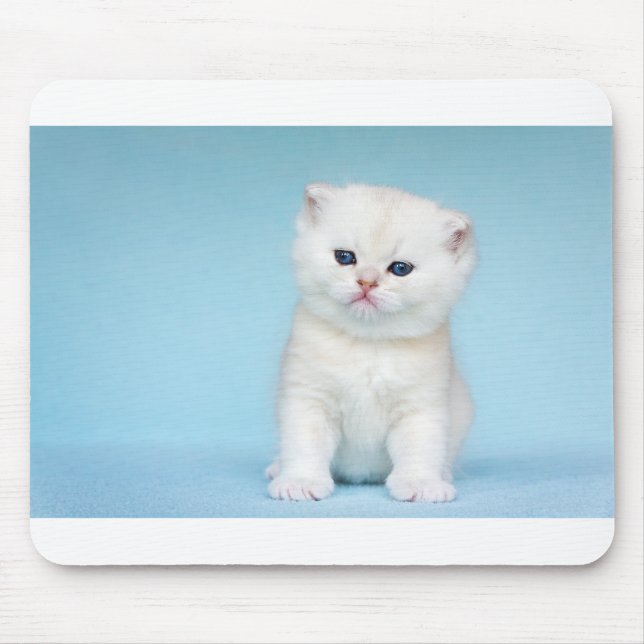 Young white cat sits on blue background mouse mat (Front)