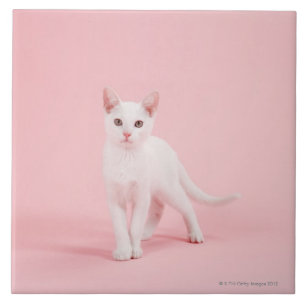 Young white cat tile