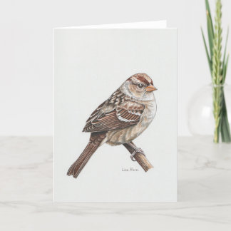 Young White-crowned Sparrow Art Card