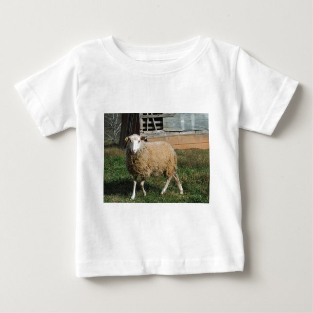 Young White Sheep on the Farm Baby T-Shirt (Front)