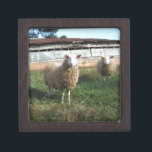 Young White Sheep on the Farm Jewellery Box<br><div class="desc">Young White Sheep on the Farm Photo by Sandy Closs  "farm animals",  baby,  "baby shower" Lamb,  "mummy sheep""white sheep", " lamb mother"country "rustic wedding""lamb gifts"shepherd,  christmas cream</div>