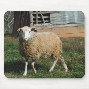 Young White Sheep on the Farm Mouse Mat