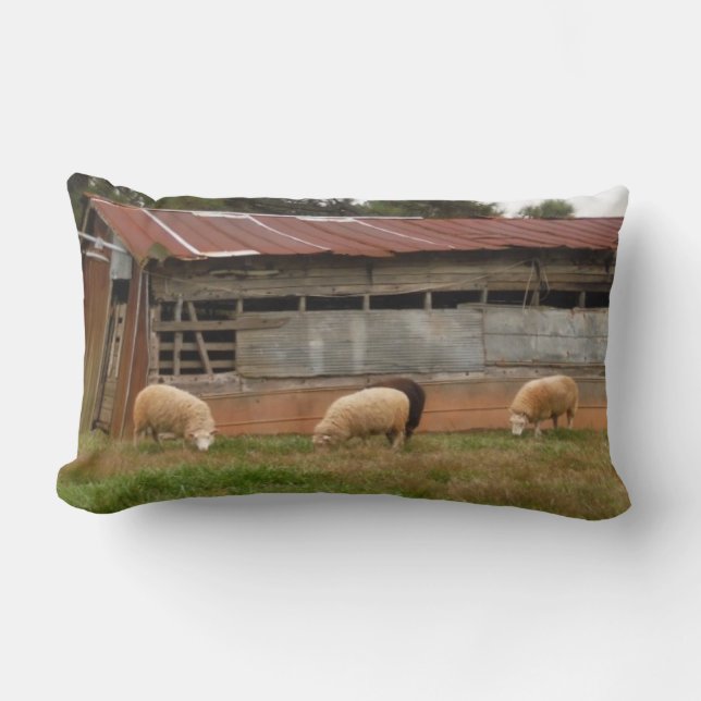 Young White Sheep on the Farm Photo by Sandy Closs Lumbar Cushion (Front)