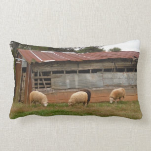 Young White Sheep on the Farm Photo by Sandy Closs Lumbar Cushion