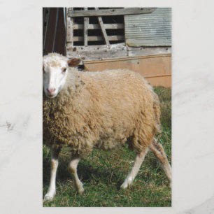 Young White Sheep on the Farm Stationery