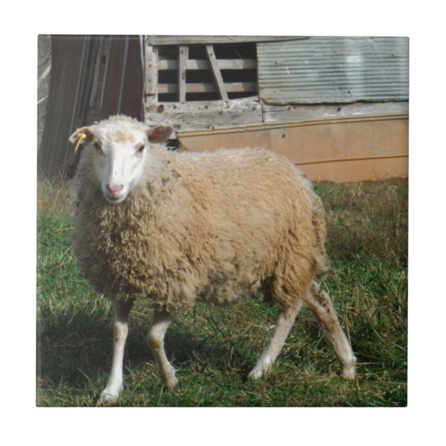 Young White Sheep on the Farm Tile (Front)