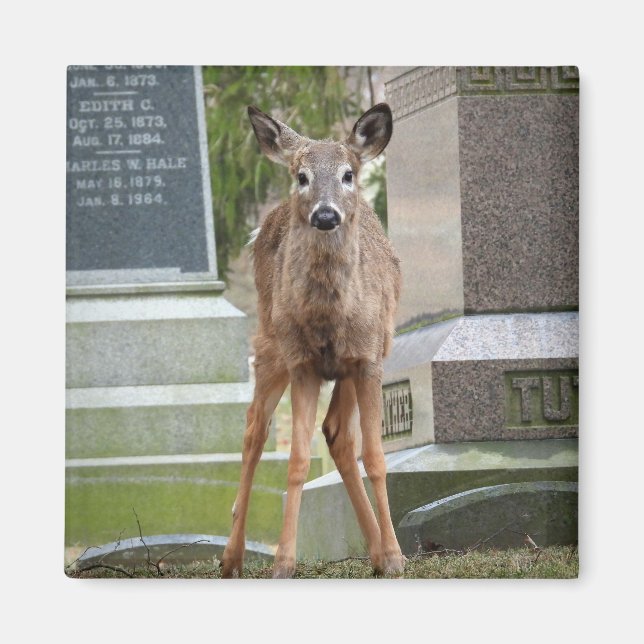 Young White tailed Deer in the cemetery Magnet (Front)