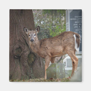 Young White tailed Deer in the cemetery Magnet