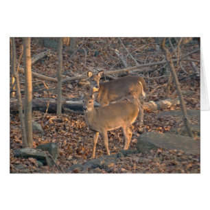 Young Whitetail Deer Series