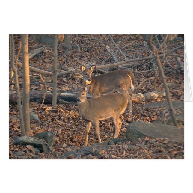 Young Whitetail Deer Series (Front Horizontal)