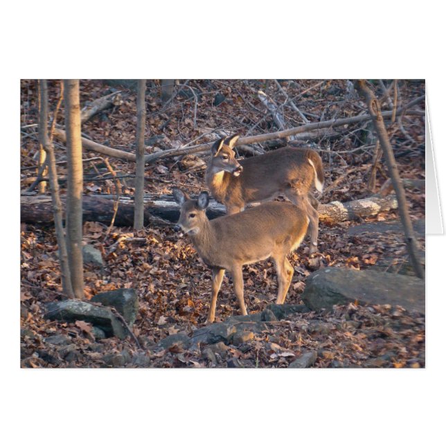 Young Whitetail Deer Series (Front Horizontal)