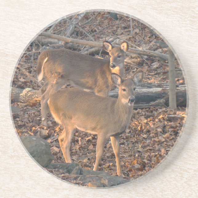 Young Whitetail Deer Series Coaster (Front)