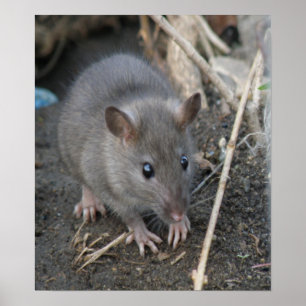 Young Wild Rat Print
