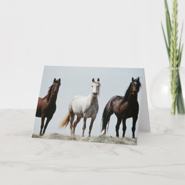 Young Wild Stallions Card (Front)