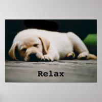 Young Yellow Labrador Puppy Sleeps Soundly