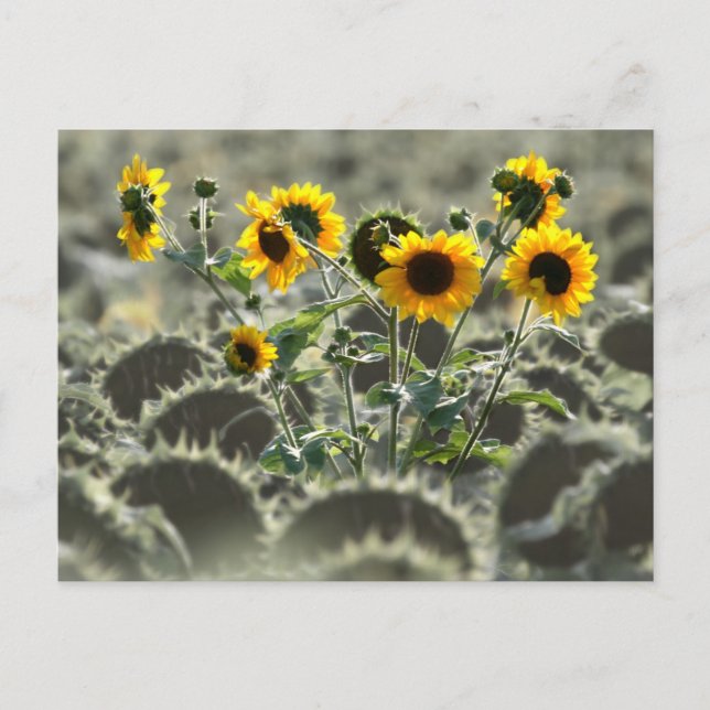 Young Yellow Sunflowers Postcard (Front)