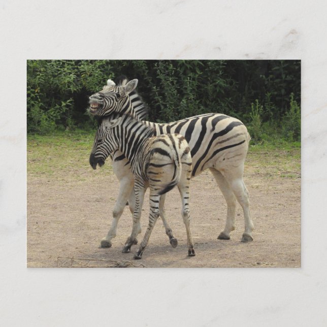 Young Zebra and Mother Playing Postcard (Front)