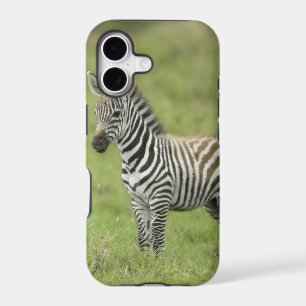 Young Zebra In The Serengeti Plain