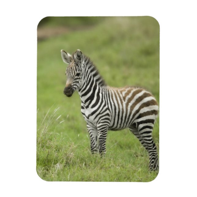 Young Zebra In The Serengeti Plain Magnet (Vertical)