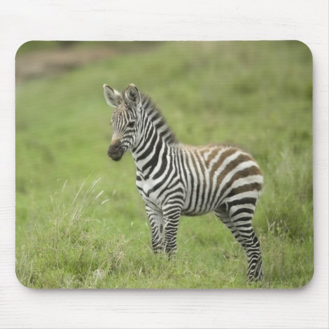 Young Zebra In The Serengeti Plain Mouse Mat (Front)