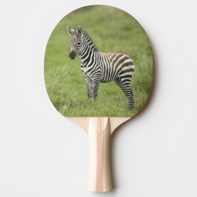 Young Zebra In The Serengeti Plain Ping Pong Paddle (Front)
