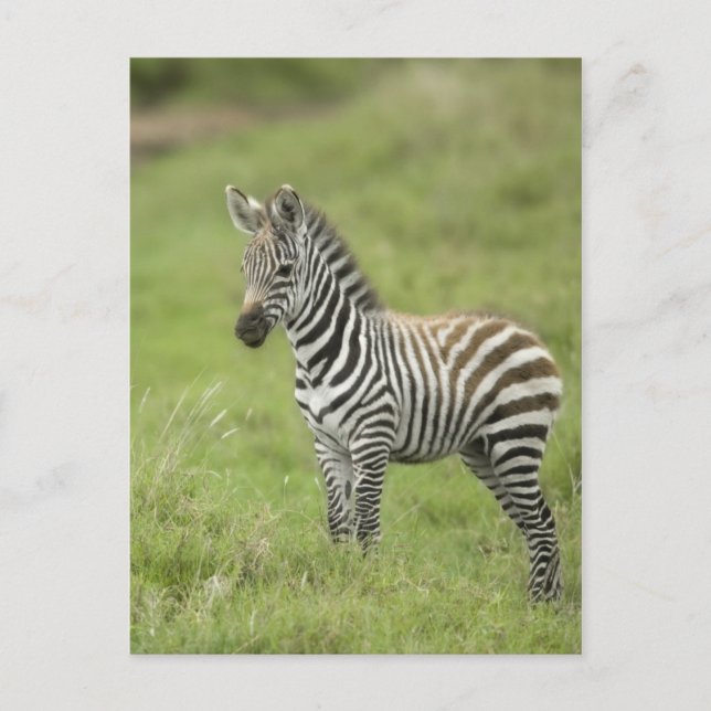 Young Zebra In The Serengeti Plain Postcard (Front)