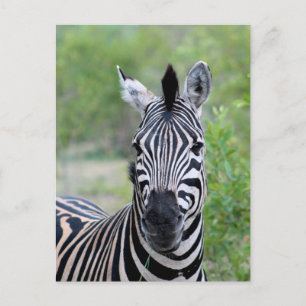 Young Zebra Wildlife of Africa Postcard
