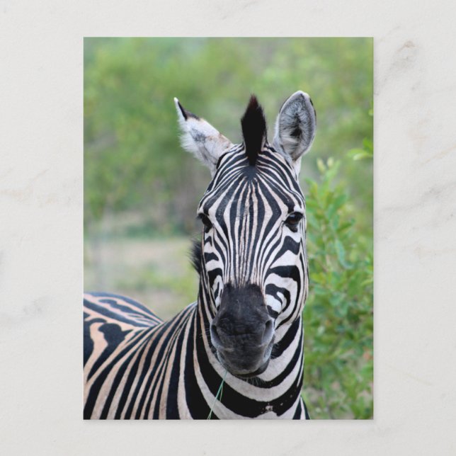 Young Zebra Wildlife of Africa Postcard (Front)