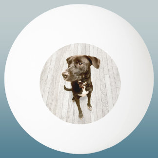 Your Favourite Pet Photo Keepsake Ping Pong Ball