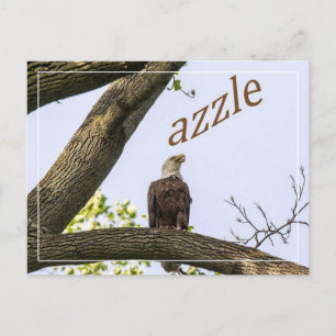 Your Logo Here Postcard