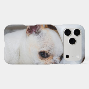 Your pet dog puppy custom photo chihuahua