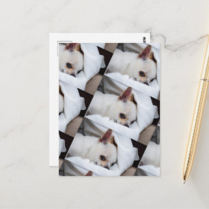 Your pet dog puppy custom photo chihuahua pattern postcard
