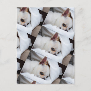 Your pet dog puppy custom photo chihuahua pattern postcard