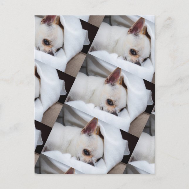 Your pet dog puppy custom photo chihuahua pattern postcard (Front)