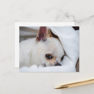 Your pet dog puppy custom photo chihuahua postcard