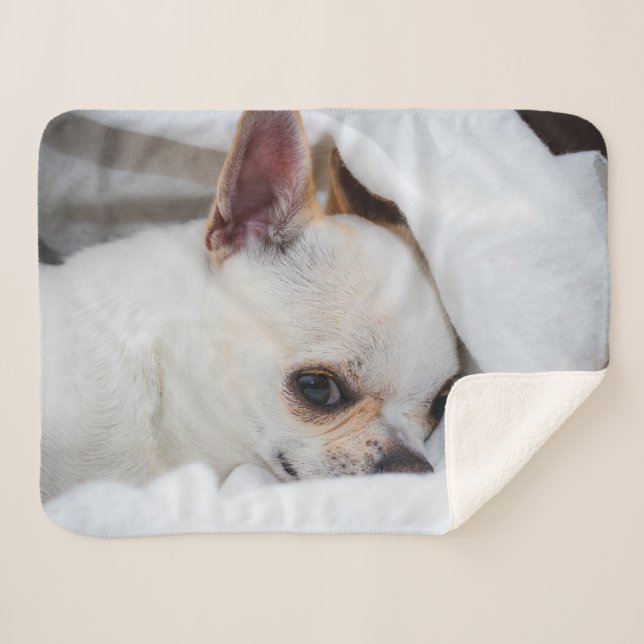 Your pet dog puppy custom photo chihuahua sherpa blanket (Front (Horizontal))