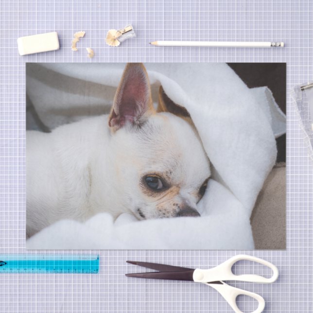 Your pet dog puppy custom photo chihuahua tissue paper (Craft)