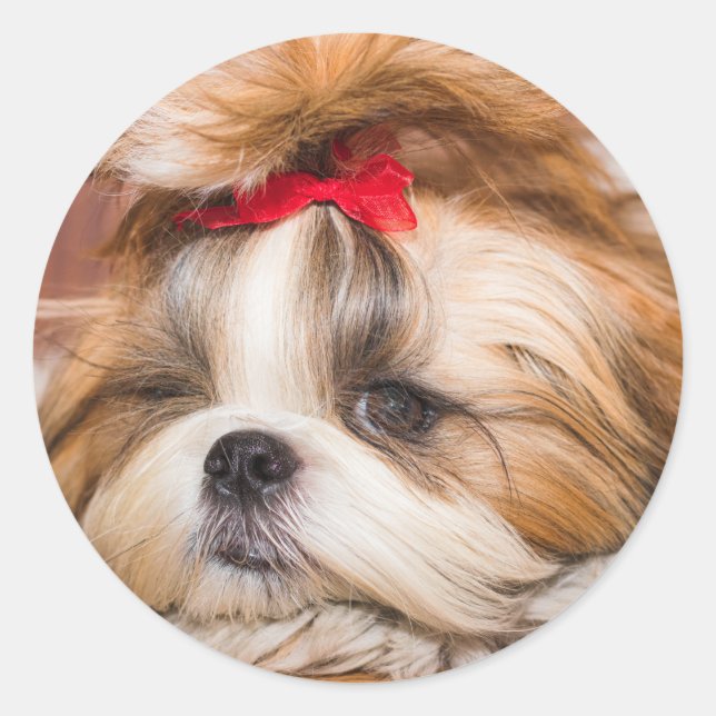 Your pet dog puppy custom photo classic round sticker (Front)