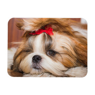 Your pet dog puppy custom photo postcard magnet