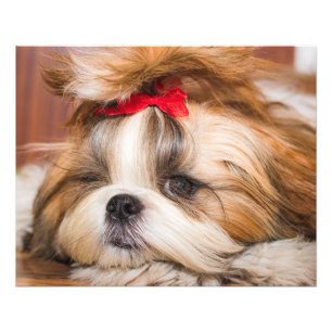 Your pet dog puppy custom photo print