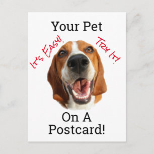 Your Pet On A Postcard