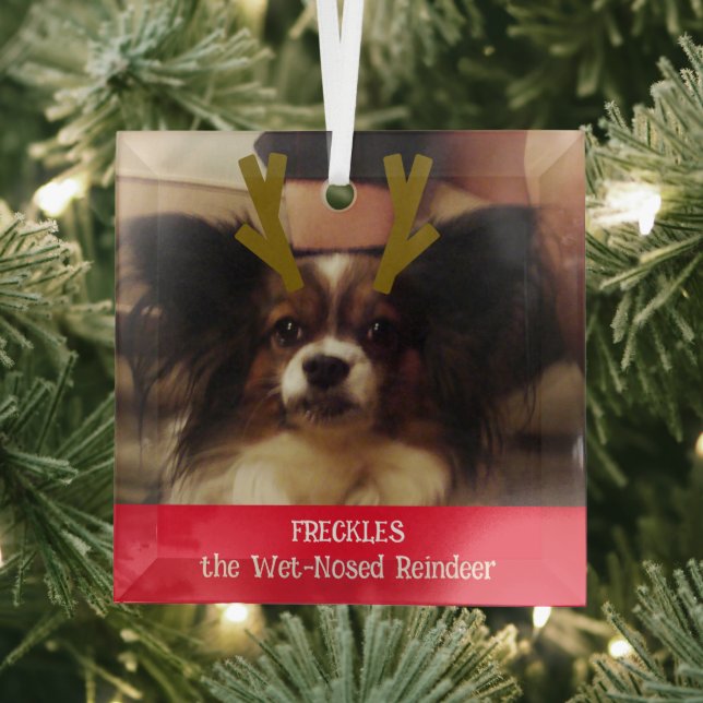 Your Pet the Wet Nosed Reindeer Pet Photo Glass Tree Decoration (Insitu)