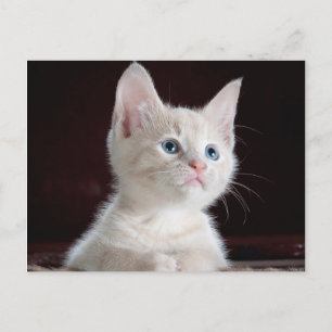 Your Photo Custom Postcard