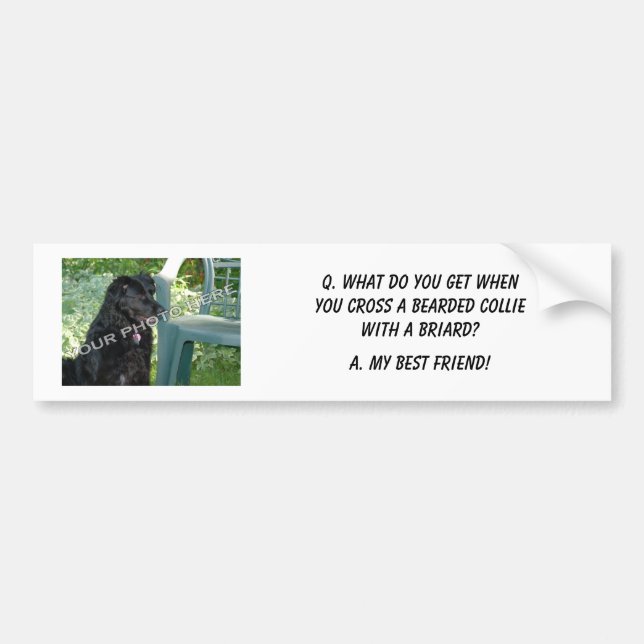 Your Photo Here! My Best Friend Bearded Collie Mix Bumper Sticker (Front)
