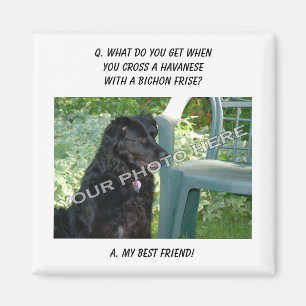 Your Photo Here! My Best Friend Havanese Mix Magnet
