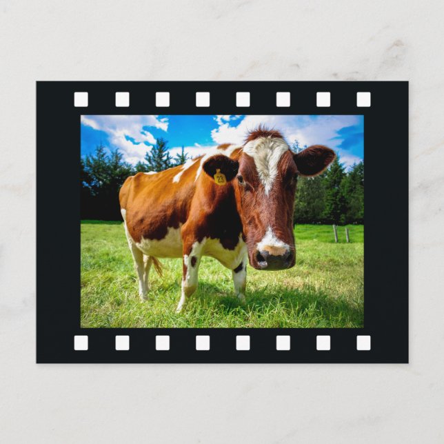 YOUR PHOTO in "film strip" postcard (Front)