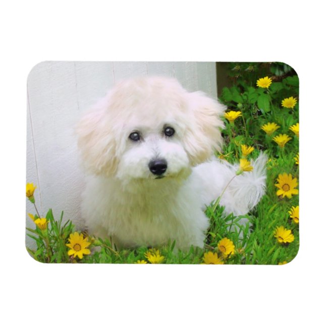 Your Photo On A Flexible Magnet (Horizontal)