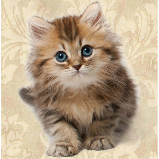 YOUR PHOTO Sculpture Template Pet Kitten Cat Gift (Front)